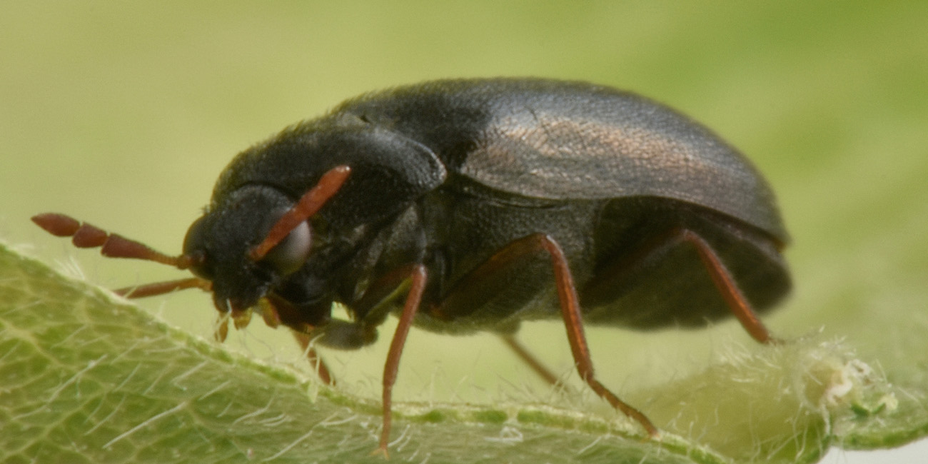 Dermestidae: Ctesias serra